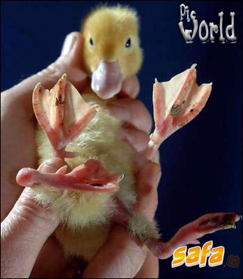 http://picworld4u.persiangig.com/Image.1/1300344769_7-weirdest-deformed-animals-ever-very-terrible%20copy.jpg